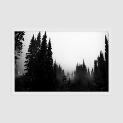 Garibaldi Trail Forest - Framed