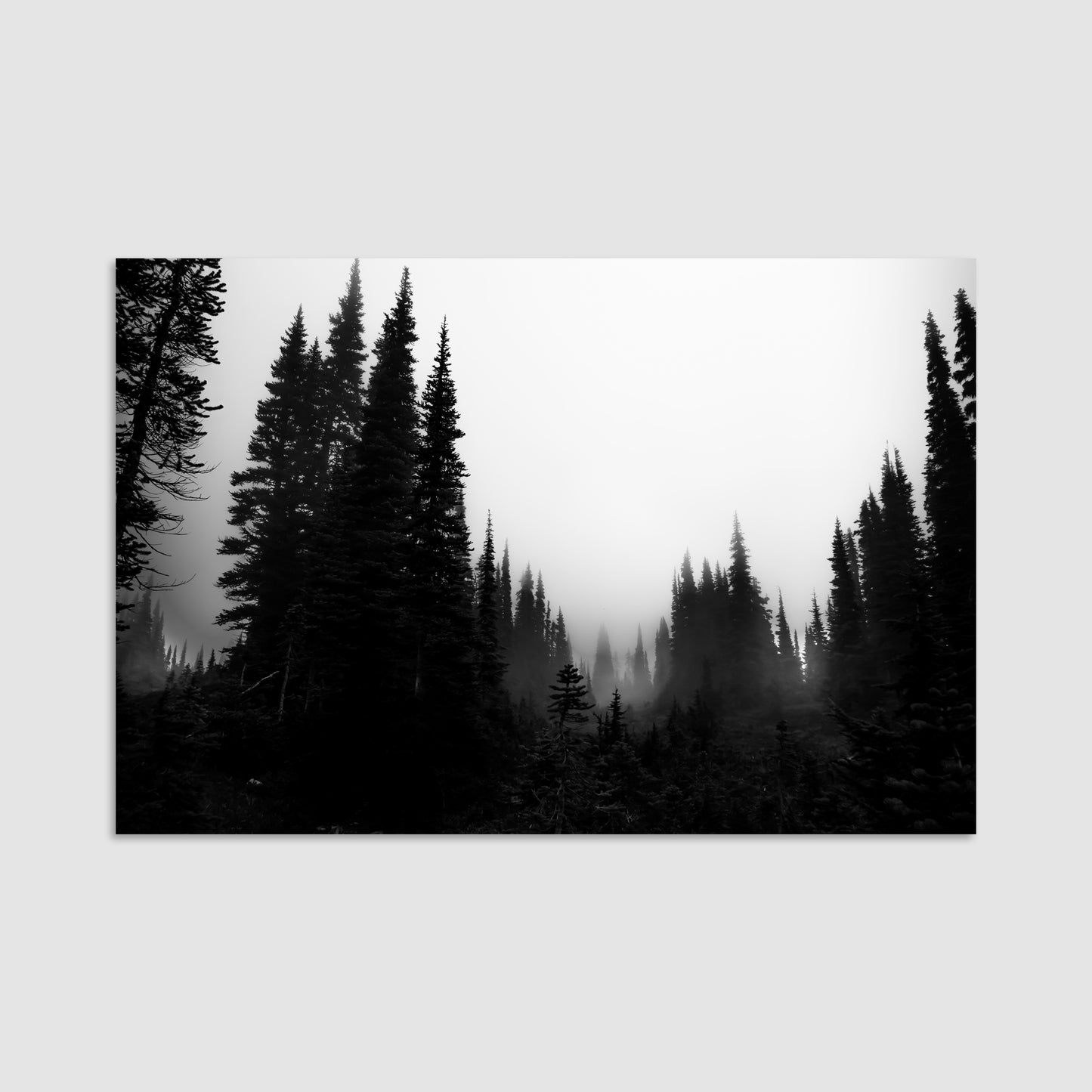 Garibaldi Trail Forest - Print