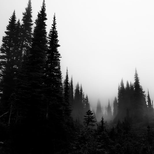 Garibaldi Trail Forest - Print