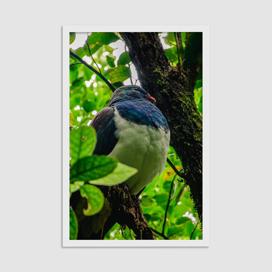 Kererū - Framed