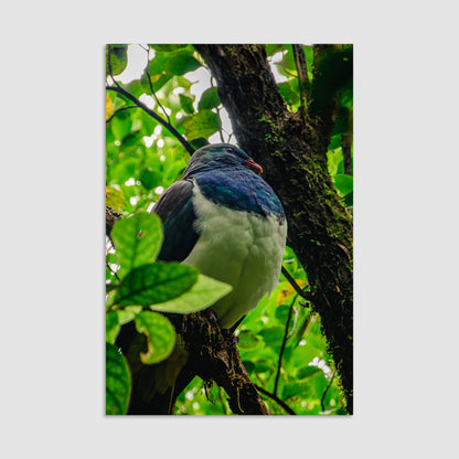 Kererū - Print