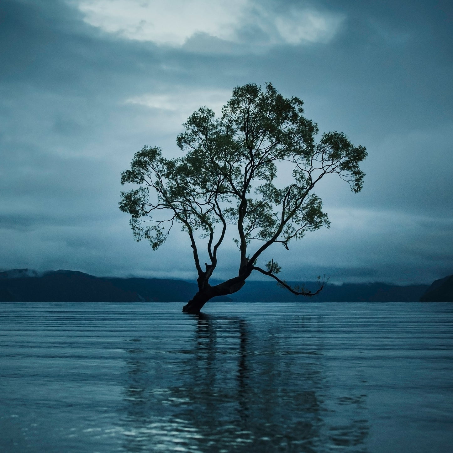 That Wanaka Tree - Print