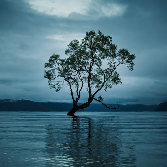 That Wanaka Tree - Print